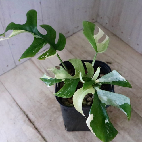 希少♡斑入り♡姫モンステラ♡ペルツーサ♡Rhaphidophora tetrasperma