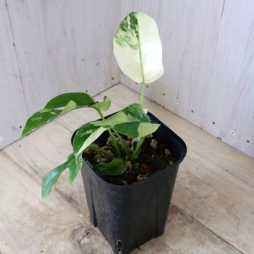 超希少 斑入りRhaphidophora Tetrasperma 'Migma' 超希少