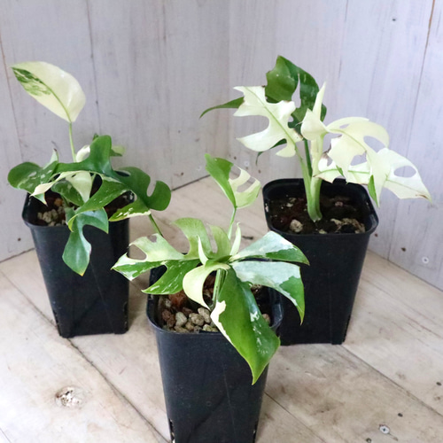 希少♡斑入り♡姫モンステラ♡ペルツーサ♡Rhaphidophora tetrasperma