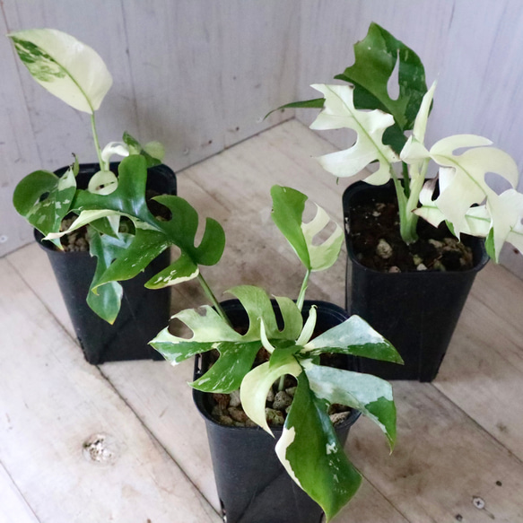 希少♡斑入り♡姫モンステラ♡ペルツーサ♡Rhaphidophora tetrasperma  