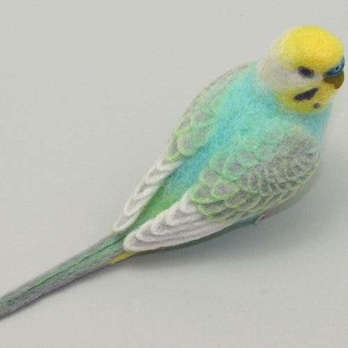 【真緒ページ】「カラフルインコさん」 「サッカーしようよ」 販売] 本トリ No.113 セキセイインコ レインボー 4号 | おもにとり