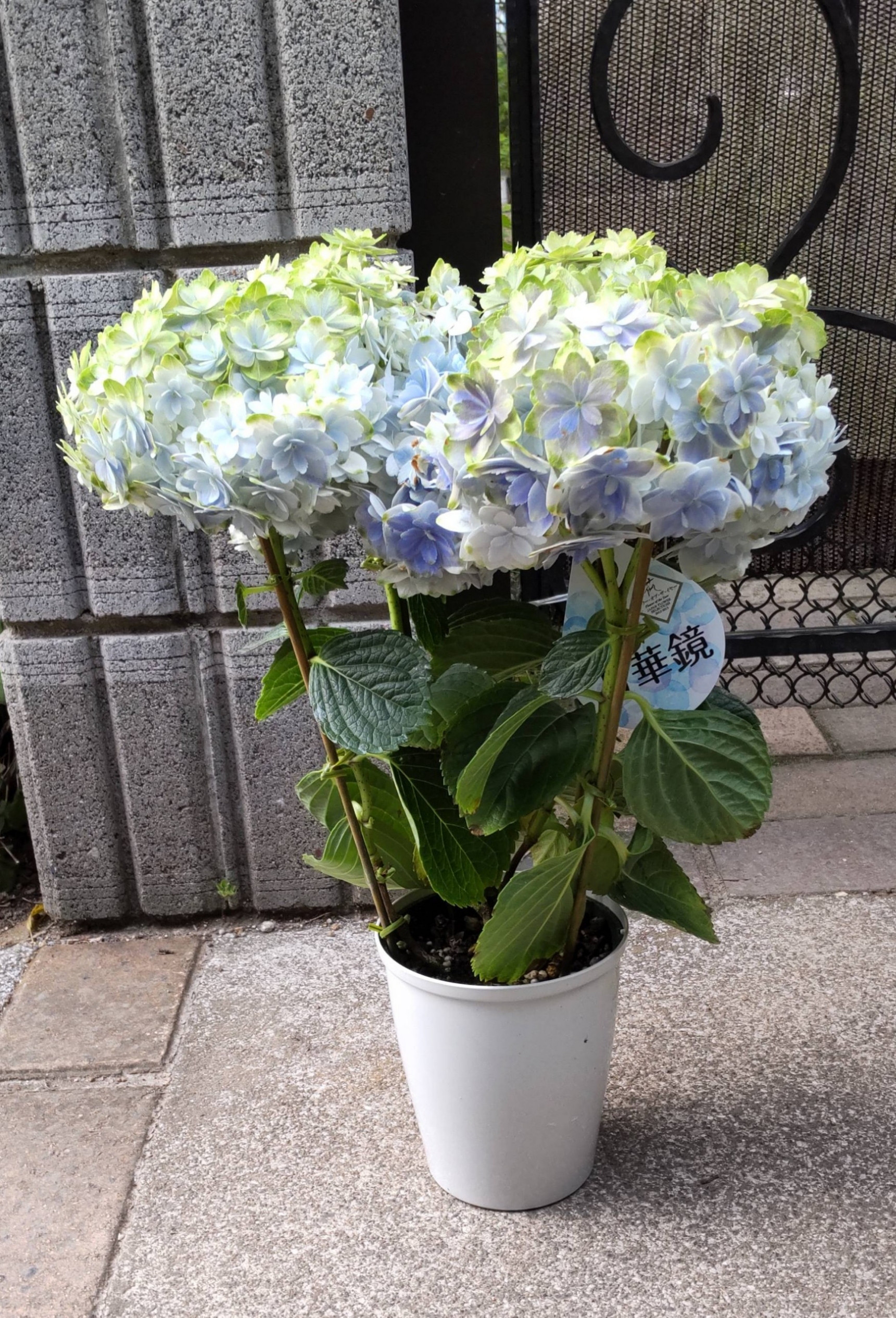 紫陽花【万華鏡⠀】秋色紫陽花 正規品 タグあり