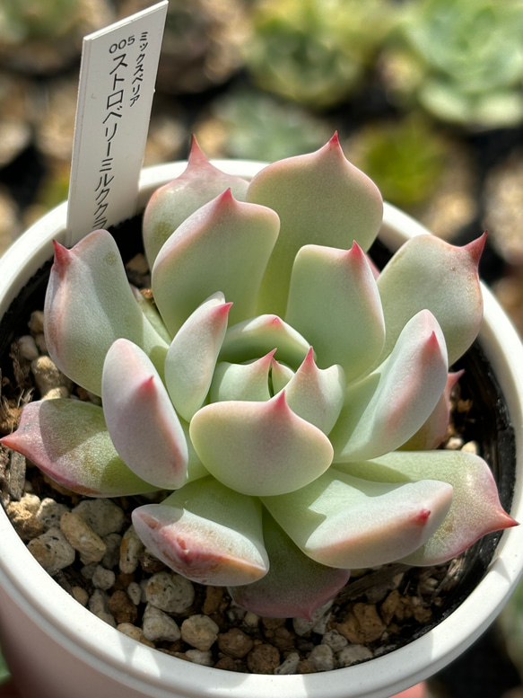 華切子ストロベリーミルククラウン札付きポットごとおらいさん苗