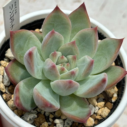 人気原種！☆リンゼアナ 多肉植物 自家繁殖 多肉植物 美