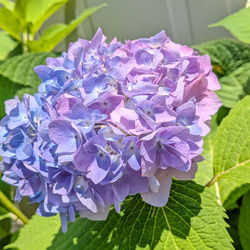 紫陽花入り　猫時計と香水瓶型ストームグラス　セット　母の日にも　夏の福袋 10枚目の画像