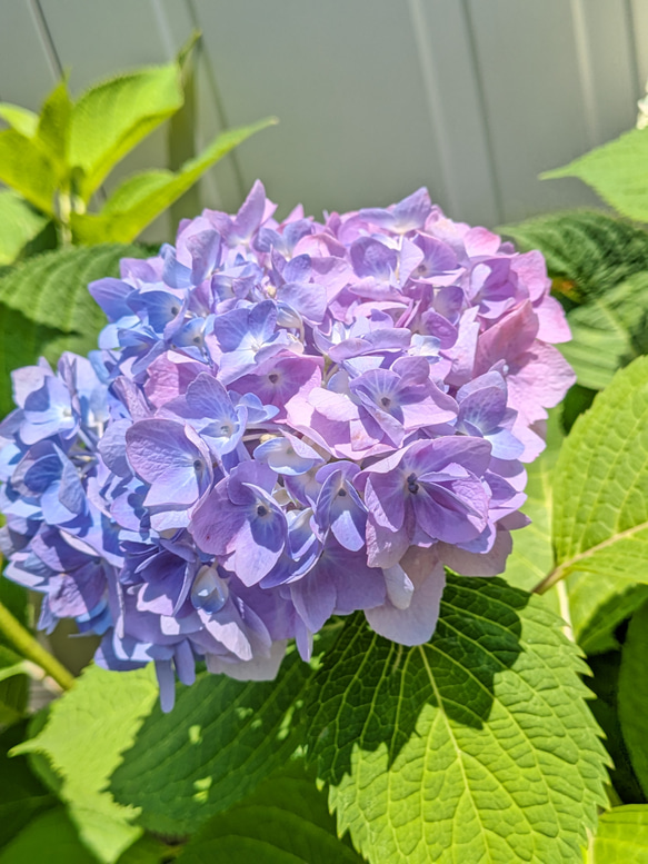 紫陽花入り　猫時計と香水瓶型ストームグラス　セット　母の日にも　夏の福袋 10枚目の画像