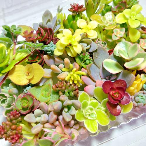 多肉植物 カット苗 セダムお試しセット【育成説明書付】 多肉植物 多