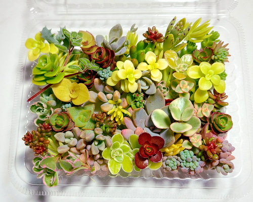 多肉植物 カット苗 セダムお試しセット【育成説明書付】 多肉植物 多