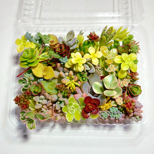 031908　多肉植物　カット３０苗＋小苗　　発送直前にセダムお入れします♡ 多肉植物 カット苗 セダムお試しセット【育成説明書付】 多肉植物 多