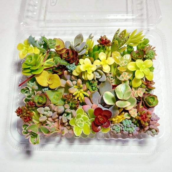 多肉植物 カット苗 セダムお試しセット【育成説明書付】 多肉植物 多