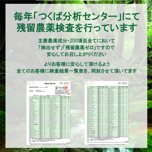 ＜私たちが作った有機JAS認定茶『やぶ北』＞無農薬/無化学肥料/残留農薬ゼロ 4枚目の画像
