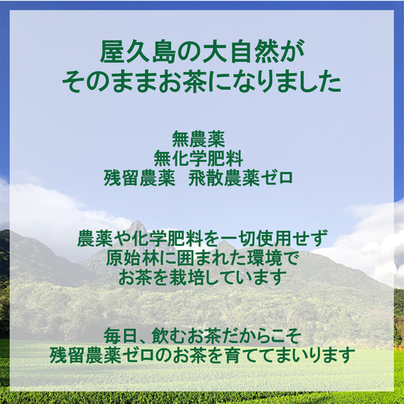 ＜私たちが作った有機JAS認定茶『やぶ北』＞無農薬/無化学肥料/残留農薬ゼロ 2枚目の画像