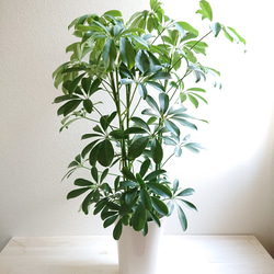 アムステルダムキング＊フィカス＊ゴムの木＊観葉植物＊曲がりの観葉