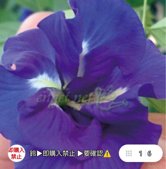 専用出品 大苗2本 2年生苗1本 専用出品2 専用出品 大苗