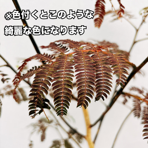 現品］ネムノキ サマーチョコレート 8号 観葉植物 大型 珍しい 屋外