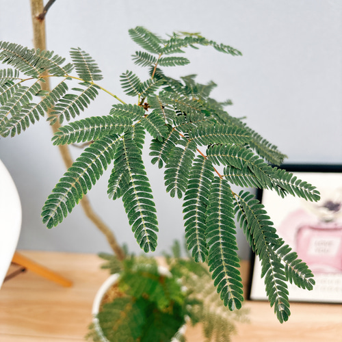 現品］ネムノキ サマーチョコレート 8号 観葉植物 大型 おしゃれ 