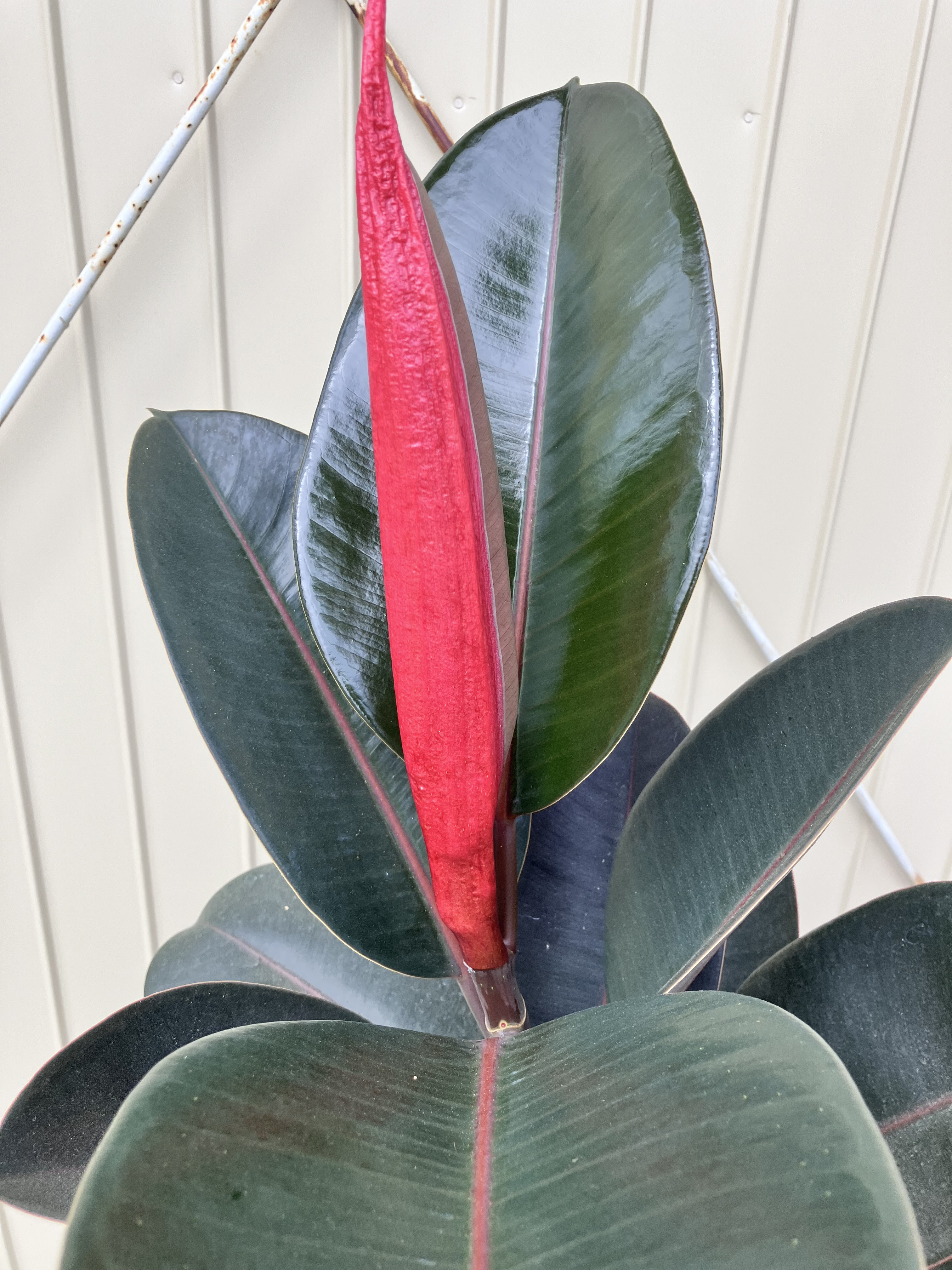 黒ゴム＊フィカス　バーガンディ＊ゴムの木＊曲がりの観葉植物＊