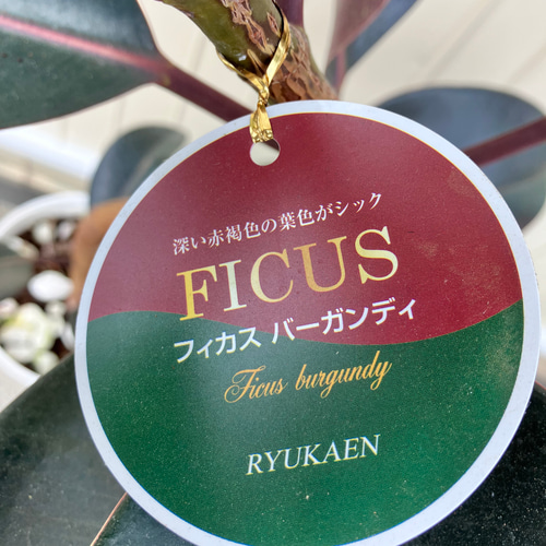 黒ゴム＊フィカス バーガンディ＊ゴムの木＊曲がりの観葉植物
