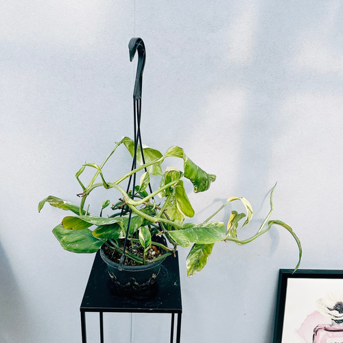 現品］【希少】☆珍しい☆ 2番 モンステラ レクレリアナ 斑入り 5号