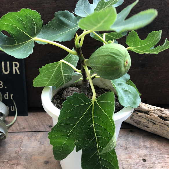 イチジク苗木 MORO DI CANEVA ⑨ 5号挿し木苗 FigsArt byNikkyからの枝