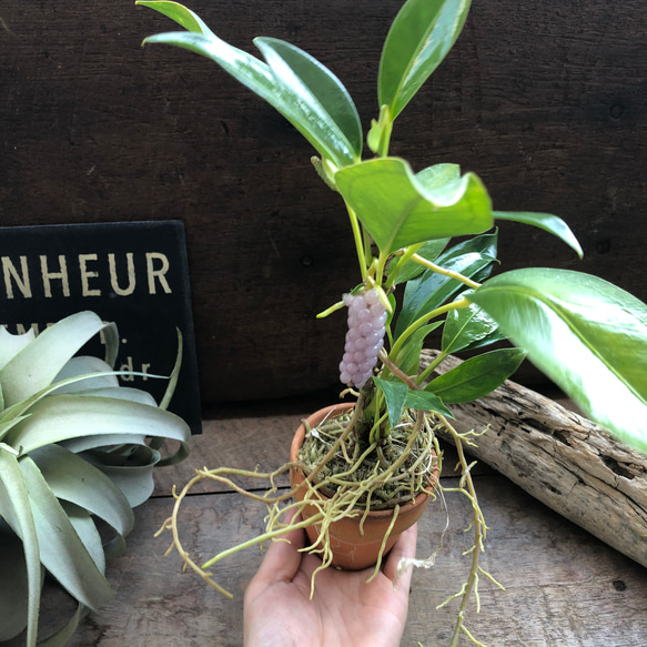 スカンデンス♡アンスリューム♡実が可愛い♡観葉植物 人気・おすすめ｜使いやすい・旅行におすすめ 品質保証 全国発送 正規品・日本国内発送・安心保証付き