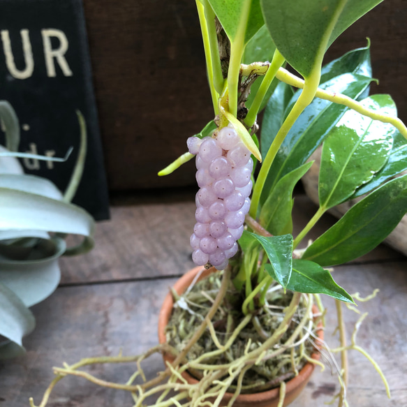 スカンデンス♡アンスリューム♡実が可愛い♡観葉植物 人気・おすすめ｜使いやすい・旅行におすすめ 品質保証 全国発送 正規品・日本国内発送・安心保証付き