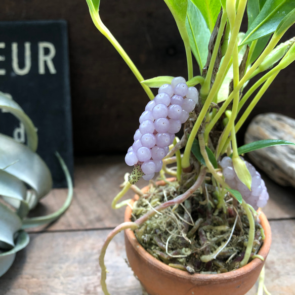 スカンデンス♡アンスリューム♡実が可愛い♡観葉植物 人気・おすすめ｜使いやすい・旅行におすすめ 品質保証 全国発送 正規品・日本国内発送・安心保証付き