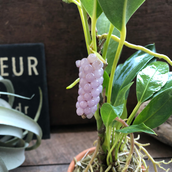 スカンデンス♡アンスリューム♡実が可愛い♡観葉植物 人気・おすすめ｜使いやすい・旅行におすすめ 品質保証 全国発送 正規品・日本国内発送・安心保証付き