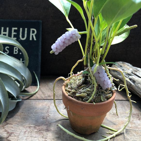 スカンデンス♡アンスリューム♡実が可愛い♡観葉植物 人気・おすすめ｜使いやすい・旅行におすすめ 品質保証 全国発送 正規品・日本国内発送・安心保証付き