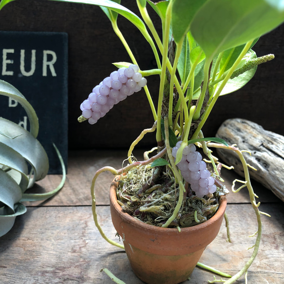 スカンデンス♡アンスリューム♡実が可愛い♡観葉植物 人気・おすすめ｜使いやすい・旅行におすすめ 品質保証 全国発送 正規品・日本国内発送・安心保証付き