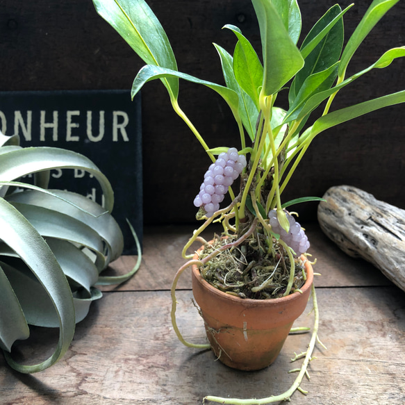 スカンデンス♡アンスリューム♡実が可愛い♡観葉植物 人気・おすすめ｜使いやすい・旅行におすすめ 品質保証 全国発送 正規品・日本国内発送・安心保証付き