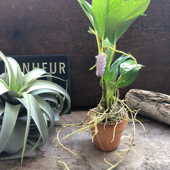 スカンデンス♡アンスリューム♡実が可愛い♡観葉植物 人気・おすすめ｜使いやすい・旅行におすすめ 品質保証 全国発送 正規品・日本国内発送・安心保証付き