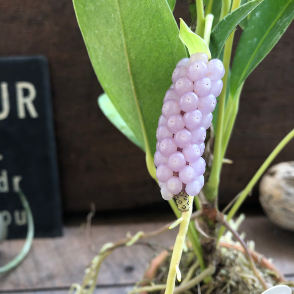 スカンデンス♡アンスリューム♡実が可愛い♡観葉植物 人気・おすすめ｜使いやすい・旅行におすすめ 品質保証 全国発送 正規品・日本国内発送・安心保証付き