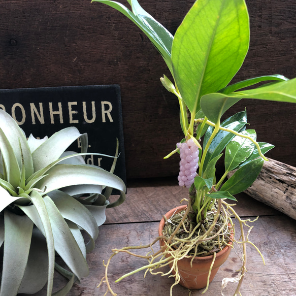 スカンデンス♡アンスリューム♡実が可愛い♡観葉植物 人気・おすすめ｜使いやすい・旅行におすすめ 品質保証 全国発送 正規品・日本国内発送・安心保証付き