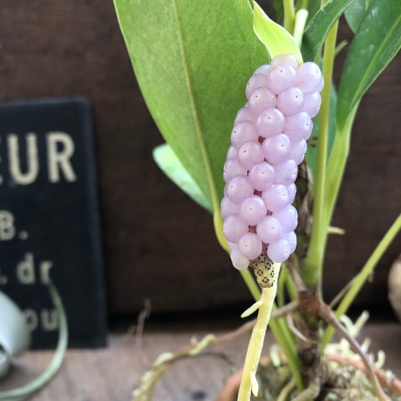 スカンデンス♡アンスリューム♡実が可愛い♡観葉植物 人気・おすすめ｜使いやすい・旅行におすすめ 品質保証 全国発送 正規品・日本国内発送・安心保証付き