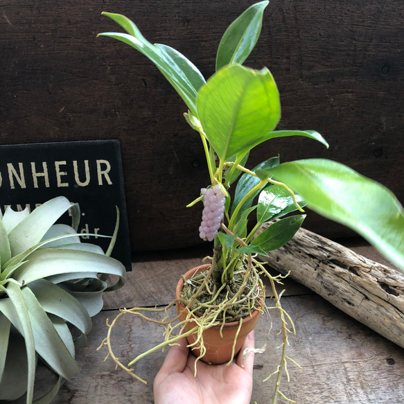スカンデンス♡アンスリューム♡実が可愛い♡観葉植物 人気・おすすめ｜使いやすい・旅行におすすめ 品質保証 全国発送 正規品・日本国内発送・安心保証付き