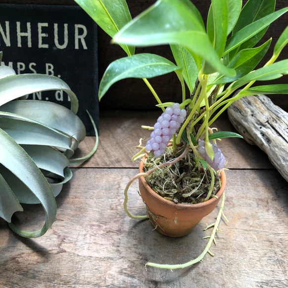 スカンデンス♡アンスリューム♡実が可愛い♡観葉植物 人気・おすすめ｜使いやすい・旅行におすすめ 品質保証 全国発送 正規品・日本国内発送・安心保証付き