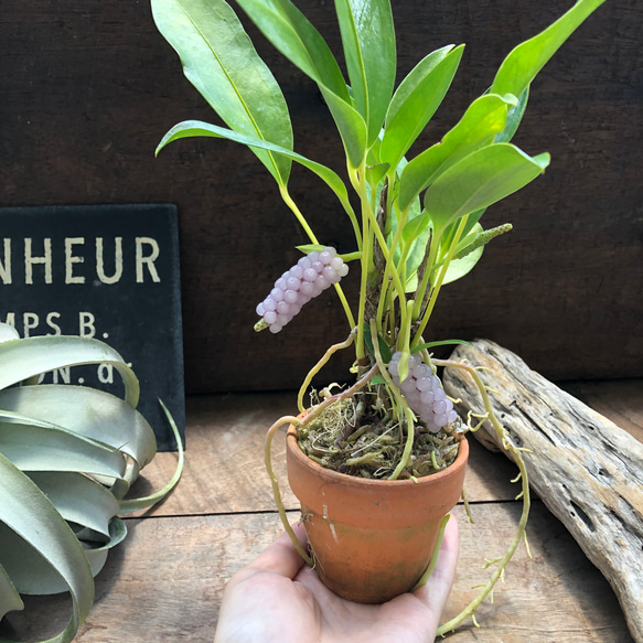 スカンデンス♡アンスリューム♡実が可愛い♡観葉植物 人気・おすすめ｜使いやすい・旅行におすすめ 品質保証 全国発送 正規品・日本国内発送・安心保証付き