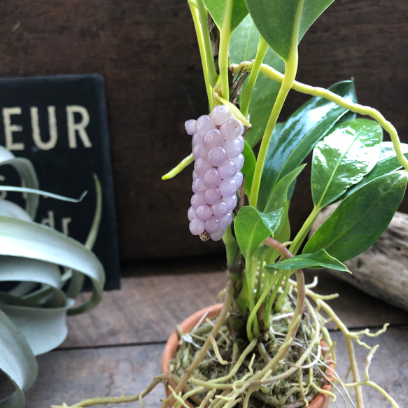 スカンデンス♡アンスリューム♡実が可愛い♡観葉植物 人気・おすすめ｜使いやすい・旅行におすすめ 品質保証 全国発送 正規品・日本国内発送・安心保証付き