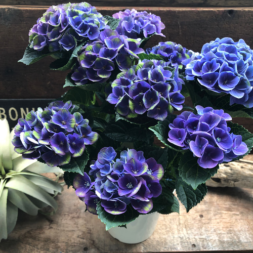 k*u様 アジサイ　8寸 レッドアメジスト　ブルー　紫陽花 k*u様 アジサイ 8寸 レッドアメジスト ブルー 紫陽花 - メルカリ