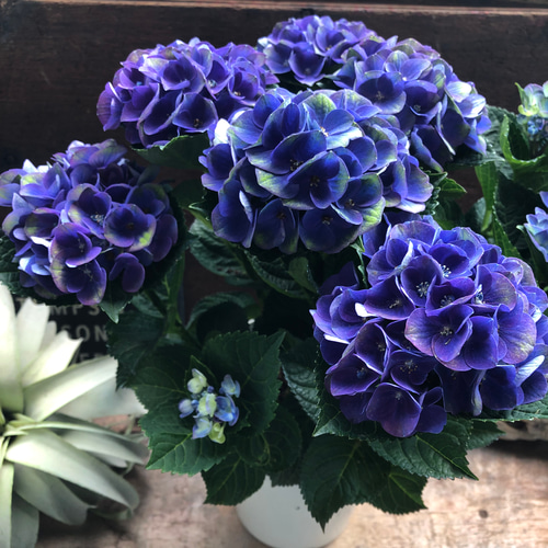 【専用商品】　アジサイ　8寸　レッドアメジスト　ブルー　紫陽花 imgrc0112831154.jpg