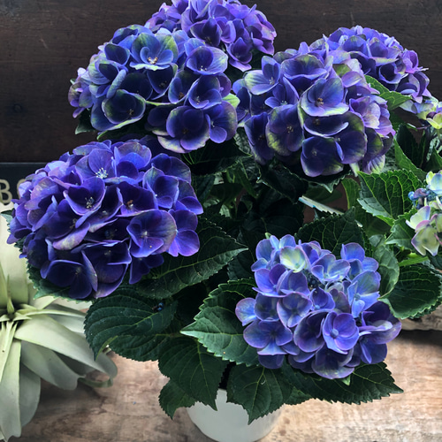 k*u様 アジサイ　8寸 レッドアメジスト　ブルー　紫陽花 専用商品】 アジサイ 8寸 レッドアメジスト ブルー 紫陽花