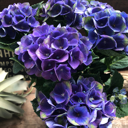 レッドアメジスト♡ブルー♡マジカル♡アジサイ♡アンティーク色