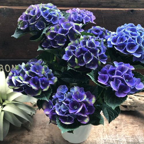 k*u様 アジサイ　8寸 レッドアメジスト　ブルー　紫陽花 専用商品】 アジサイ 8寸 レッドアメジスト ブルー 紫陽花
