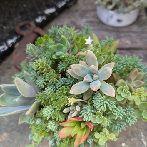 多肉植物 セダムの森の寄せ植え 多肉植物 ミクロ 通販 17869690