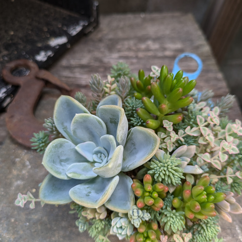 多肉植物^o^ オルペット 【公式通販】