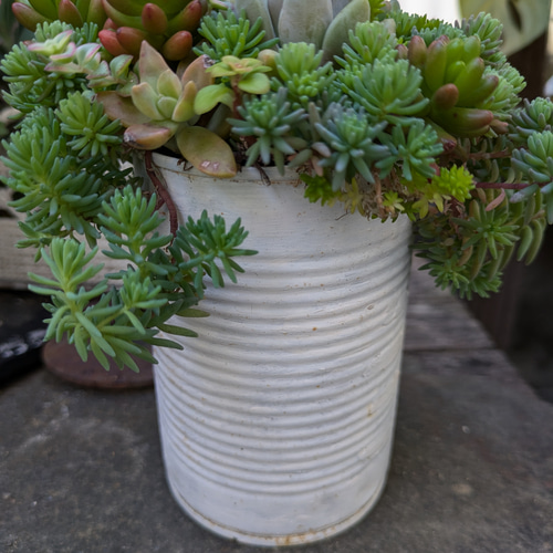 ★多肉植物　寄せ植え〜リメ缶寄せ〜★ cff10a9550704d890a6728e7f3f800