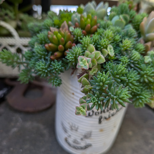 多肉植物 セダムの森、ブタちゃんリメ缶の寄せ植え 多肉植物