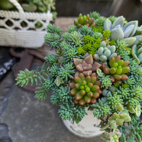 森の仲間たち〜リメイク鉢4個セット2.5号 多肉の寄せ植え