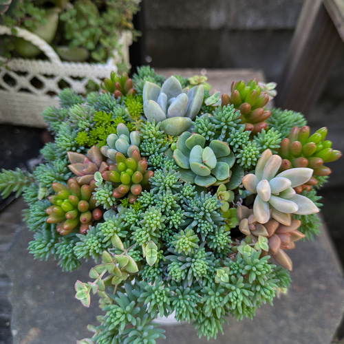 多肉植物 セダムの森、ブタちゃんリメ缶の寄せ植え 多肉植物